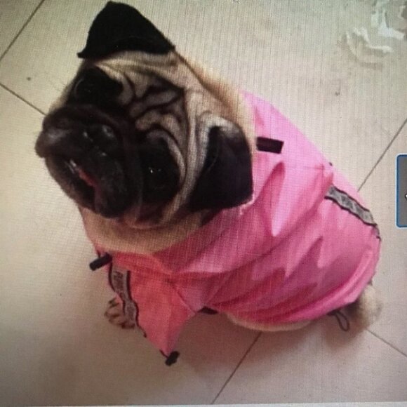 PUPPIA Authentic Base Jumper Waterproof Hooded Raincoat - Picture 3 of 4